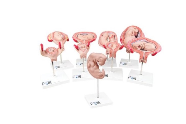 seria modeli deluxe pregnancy, 9 indywidualnych modeli zarodków i płodów - 3b smart anatomy - 1018628 [l11] 3b scientific modele anatomiczne 2